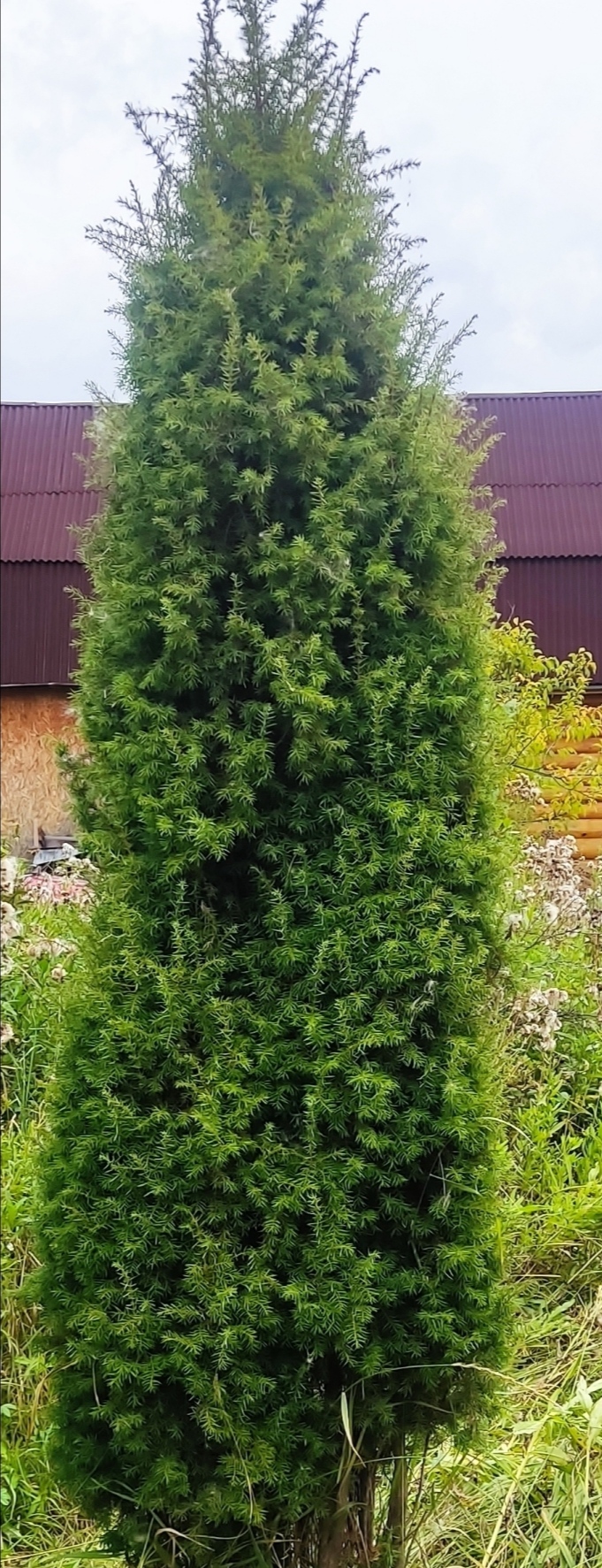 Туя больше 3 метров, сосна живая, берёза, ольха, ива, рябина, в наличии, много, продам.